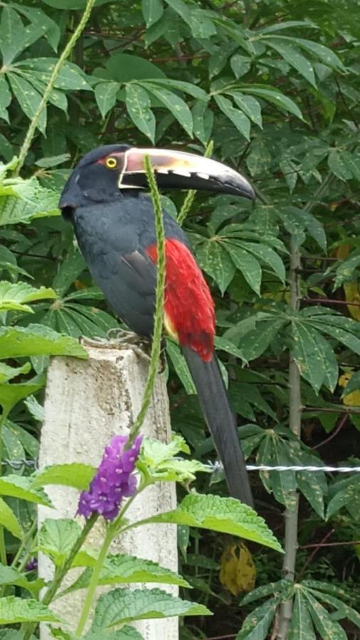 Villa Ceiba La Fortuna 外观 照片