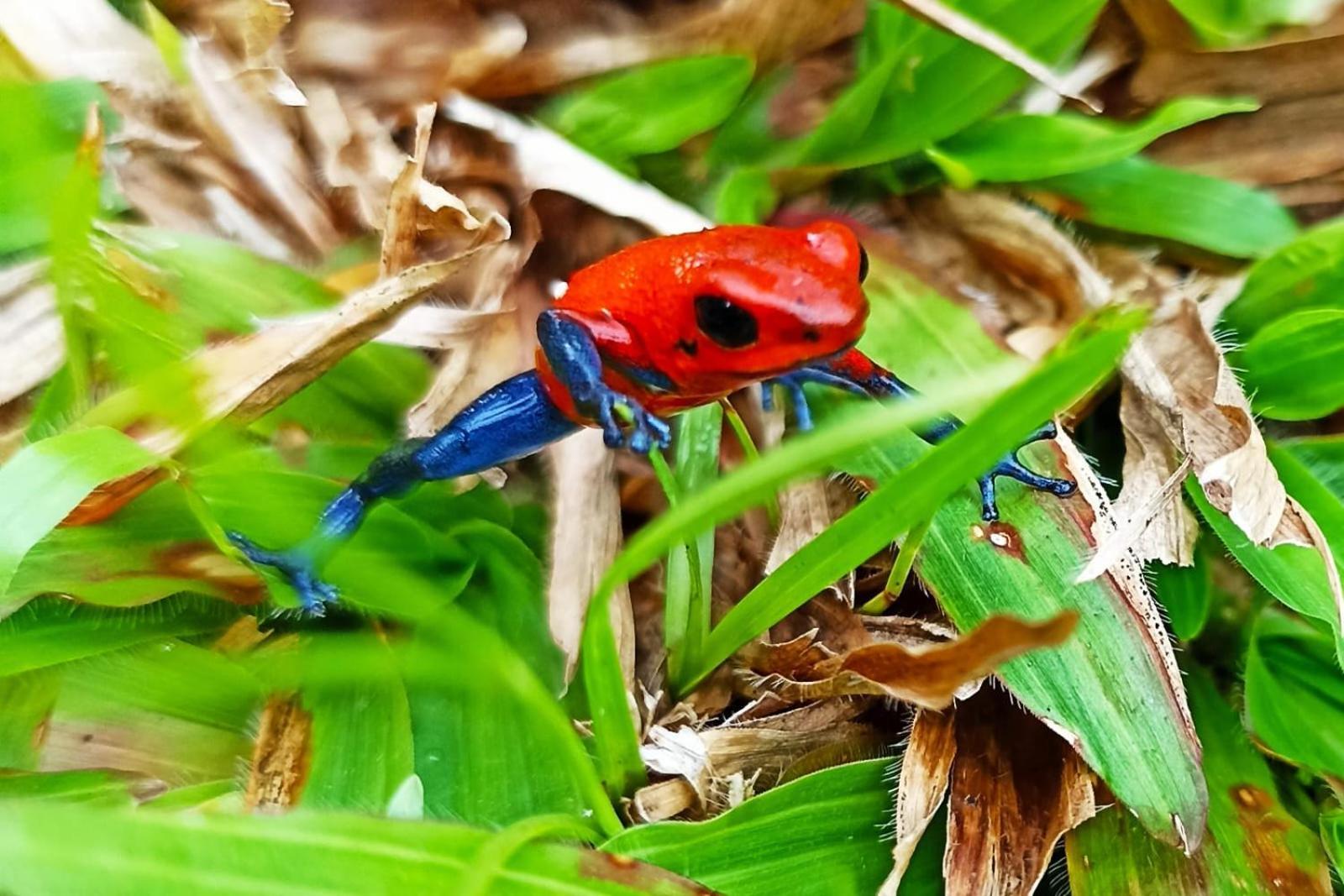 Villa Ceiba La Fortuna 外观 照片