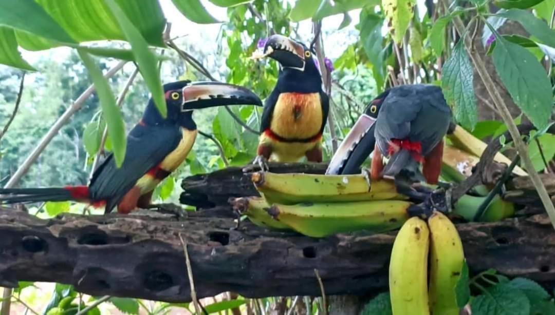 Villa Ceiba La Fortuna 外观 照片