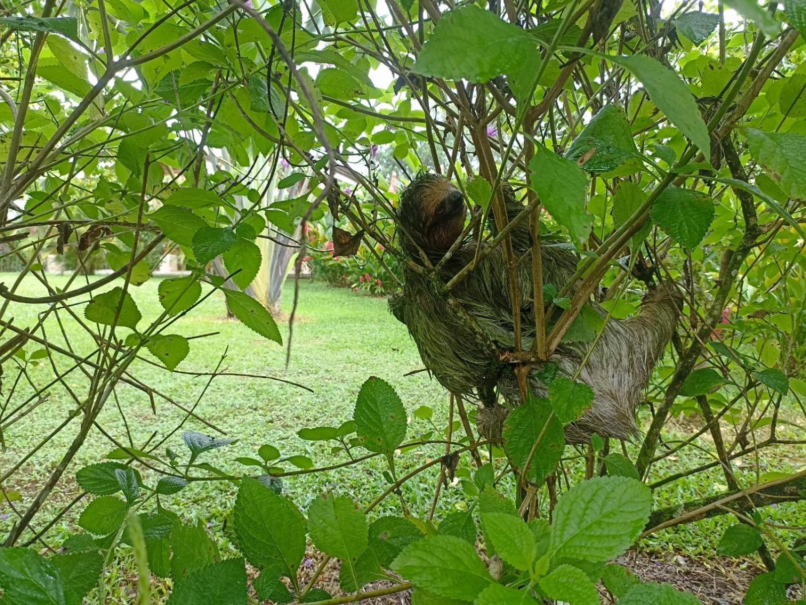 Villa Ceiba La Fortuna 外观 照片